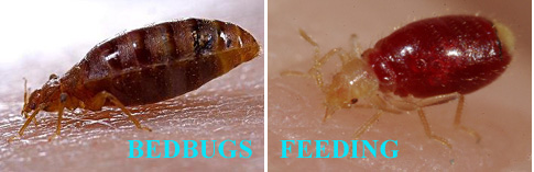 Bed bugs fort worth