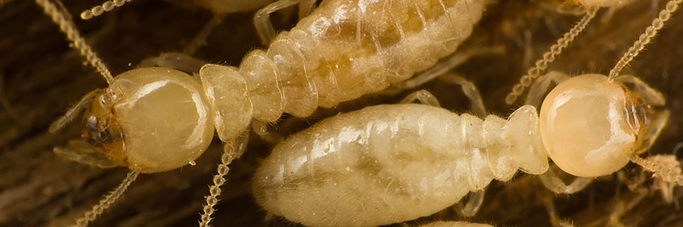 Xpest termites fort worth